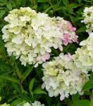 Гортензия метельчатая Диамонд Руж