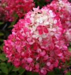 Гортензия метельчатая Диамонд Руж 15-20