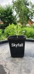 Акция Юная гортензия метельчатая Skyfall