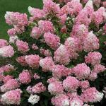 Акция Гортензия метельчатая Touch Of Pink С3
