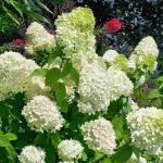 Акция Гортензия метельчатая Whitelight С3