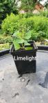 Акция Юная гортензия метельчатая Limelight