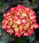 Гортензия Dark Angel