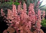 Саженец Гейхера Pink Pearls
