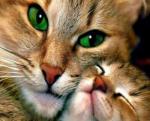 Зеленоглазая кошка и ее котёнок
