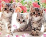 Полосатые котята среди цветов
