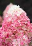 Саженец  Гортензия метельчатая Raspberry Pink