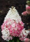 Юная гортензия Strawberry Blossom P9 2022