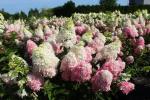 Юная гортензия Fraise Melba P9 2022