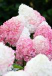 Юная гортензия Pink and Rose P9 2022