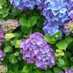 Гортензия крупнолистная  Blauer zwerg