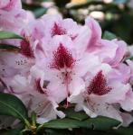 Рододендрон Гибридный Космополитан