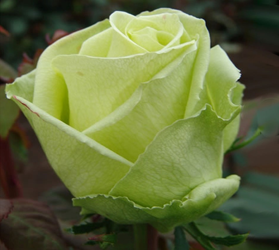 Зеленая роза фото натуральная