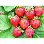 1 Земляника Allegro 0,2 л