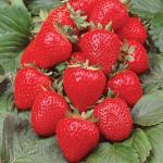 2 Земляника Anabelle 0,2 л