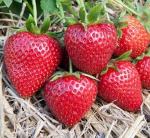 3 Земляника Aura 0,2 л