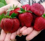 8 Земляника Kimberly 0,2 л