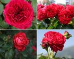 Саженец роза Ред Леонардо да Винчи (Red Leonardo da Vinci)