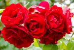Саженец роза Амадеус (Amadeus)