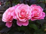 Саженец роза Тиклед Пинк (Tickled Pink)