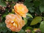Саженец роза Бернштайн (Bernstein Rose)