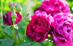Саженец роза Интрига (Intrigue)