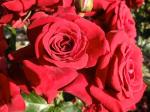 Саженец роза Любекер Ротшпон (Lubecker Rotspon)