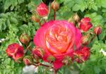 Саженец роза Мидсаммер (Midsummer)