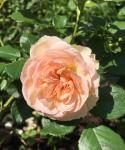 Саженец роза Пастелла (Pastella)