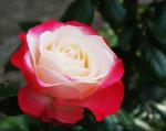 Саженец роза Блаш (Blush)
