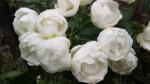 Саженец Миниаютюрные розы Вайт Морсдаг (White Morsdag)
