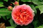 Саженец роза Чиппндейл (Chippendale)