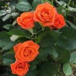 Саженец Миниаютюрные розы Оранж Бэби (Orange Baby)