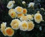 Саженец Английские кустовые розы Молинью (Molineux)