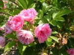 Саженец Парково-кустовые розы Пинк Гротендорст (Pink Grootendorst)