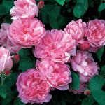 Саженец Английские кустовые розы Мэри Роуз (Mary Rose)