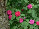 Саженец Парково-кустовые розы Роз де Решт (Rose de Rescht)