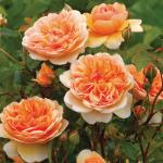 Саженец Английские кустовые розы Порт Санлайт (Port Sunlight)