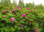 Саженец Парково-кустовые розы Ханса (Hansa)