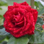 Саженец роза Ред Интуишн (Red Intuition)