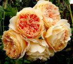 Саженец Английские кустовые розы Принцесса Маргарет (Crown Princess Margareta)