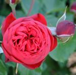 Саженец роза Ред Пиано (Red Piano)