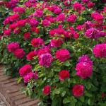 Саженец Английские кустовые розы Софи Роуз (Sophy’s Rose)