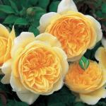 Саженец Английские кустовые розы Тизинг Джорджия (Teasing Georgia)