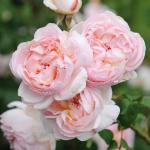 Саженец Английские кустовые розы Шарифа Асма (Sharifa Asma)