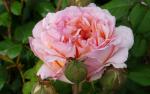 Саженец роза Сувенир Де Баден-Баден (Souvenir de Baden-Baden)