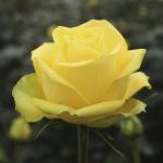Саженец роза Латина (Latina)
