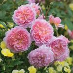 Саженец Английские кустовые розы Анна Болейн (Anne Boleyn)