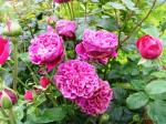 Саженец Английские кустовые розы Вильям Шекспир (William Shakespeare)