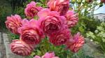 Саженец Английские кустовые розы Джубили Селебрейшн (Jubilee Celebration)